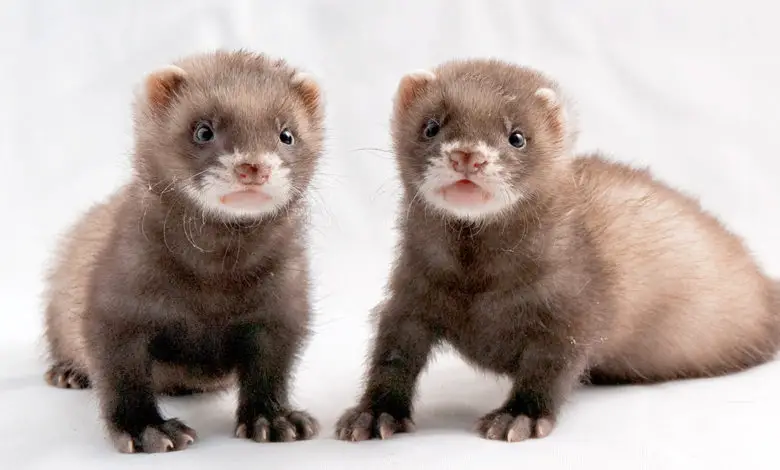 Can two female ferrets live together