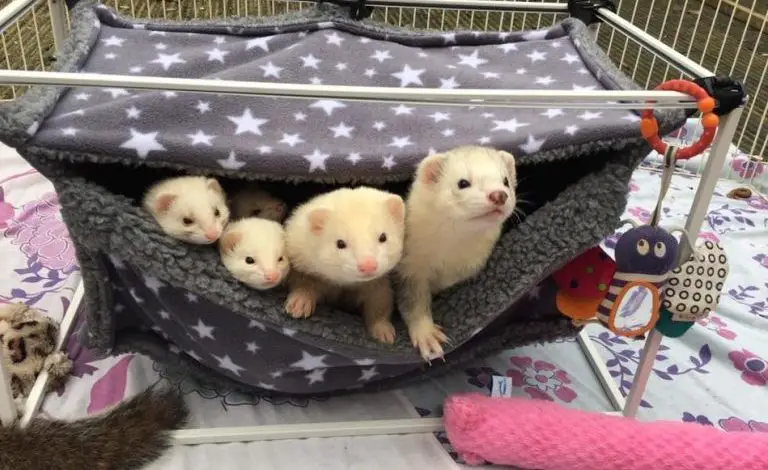 Do ferrets need bedding in their cage