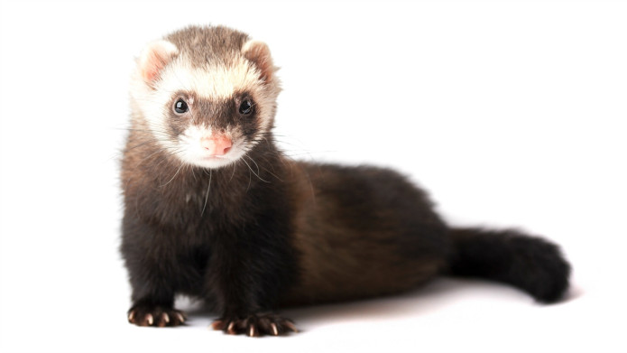 Do ferrets stink up your house