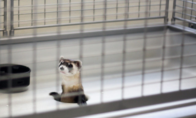How long do ferrets live in captivity