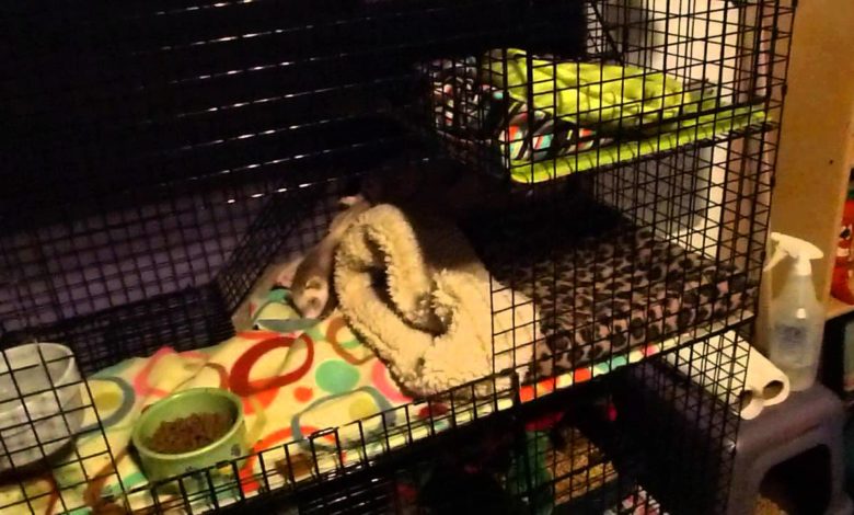 How to keep ferret cage from smelling