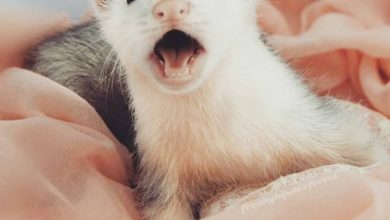How to know if a ferret is happy