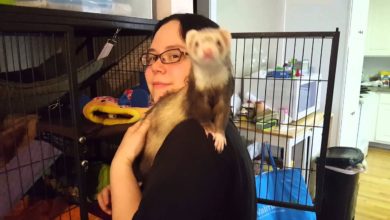 How to train a ferret to sit on your shoulder