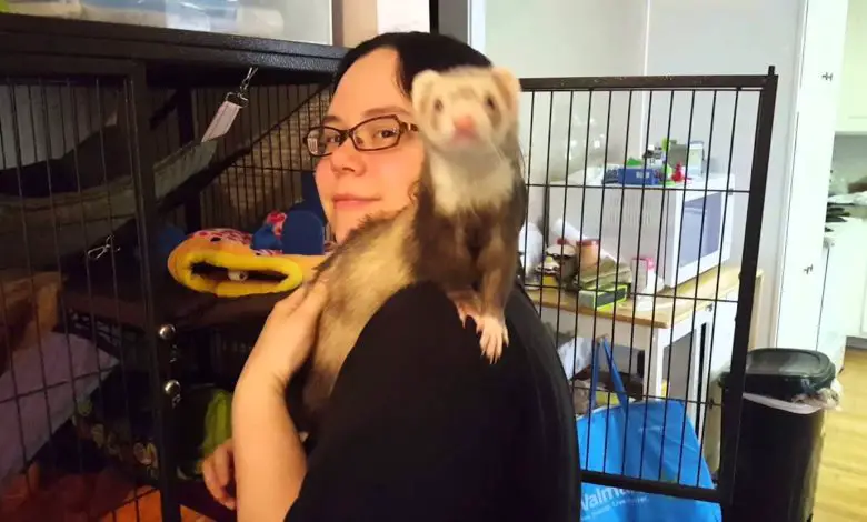 How to train a ferret to sit on your shoulder
