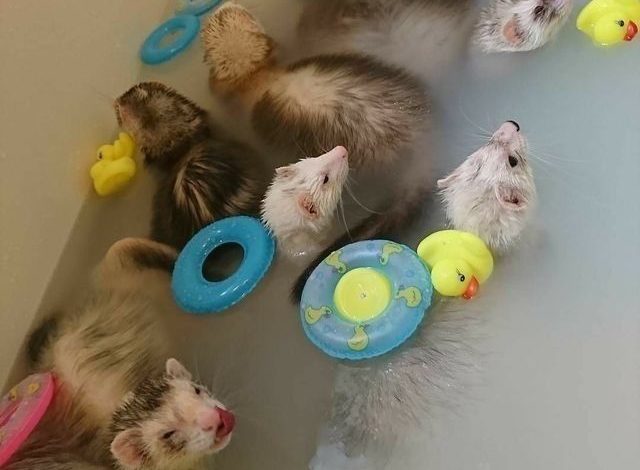 What can I give my ferret to chew on?