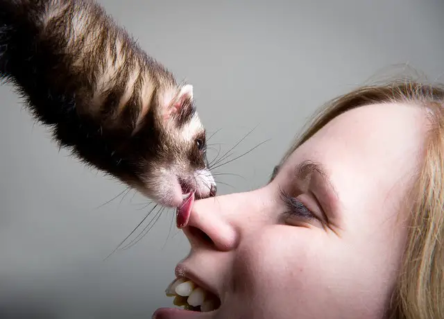 What does it mean when a ferret lick you