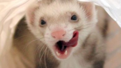 Where do ferrets originate from?