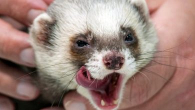 Why does my ferret bite my feet