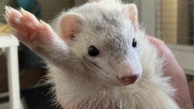 Why ferrets are so flexible