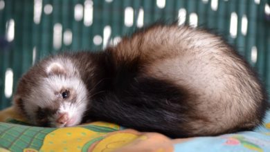 How does a ferret get distemper