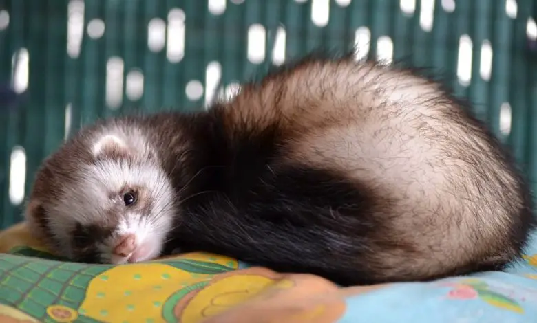 How does a ferret get distemper