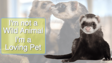 Are ferrets legal to own as pets in California?