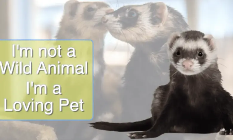 Are ferrets legal to own as pets in California?
