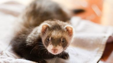 Can Ferrets Live with Hamsters?