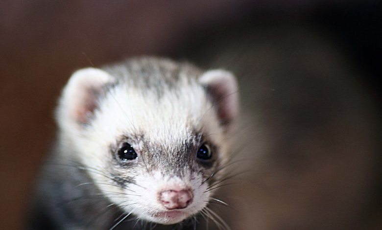 Can ferrets die from loneliness?