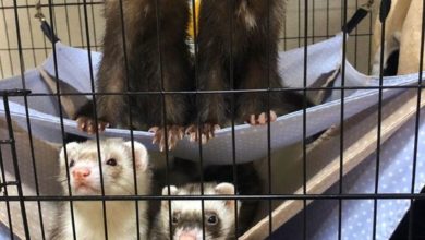 what kind of cage does a ferret need?