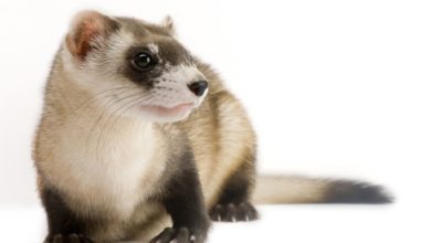 Why are black-footed ferrets endangered?