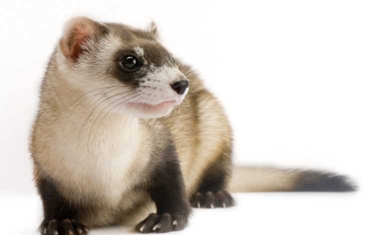 Why are black-footed ferrets endangered?