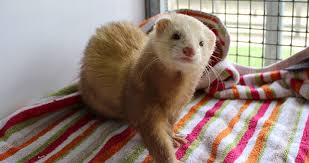 Can ferrets run free in a house