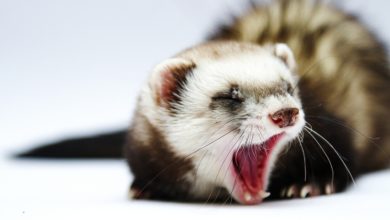 What does it mean when a ferret yawns