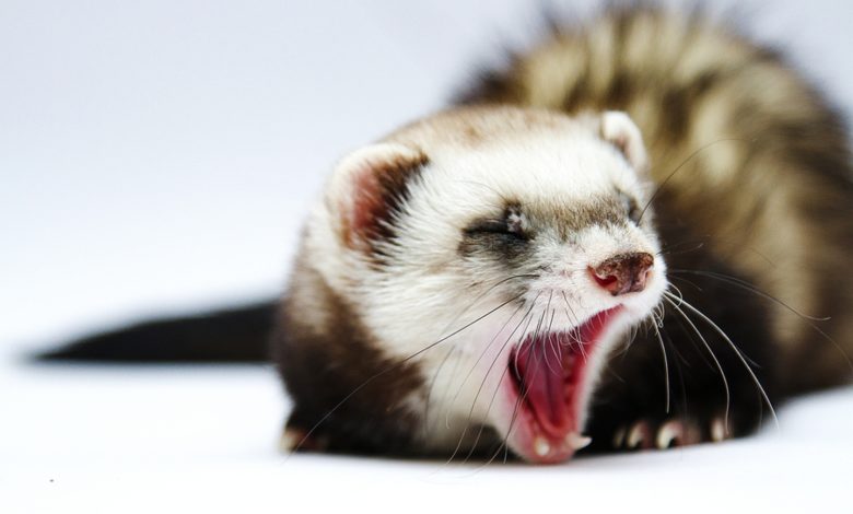 What does it mean when a ferret yawns