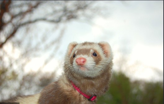 Is it true a female ferret will die if not mated?